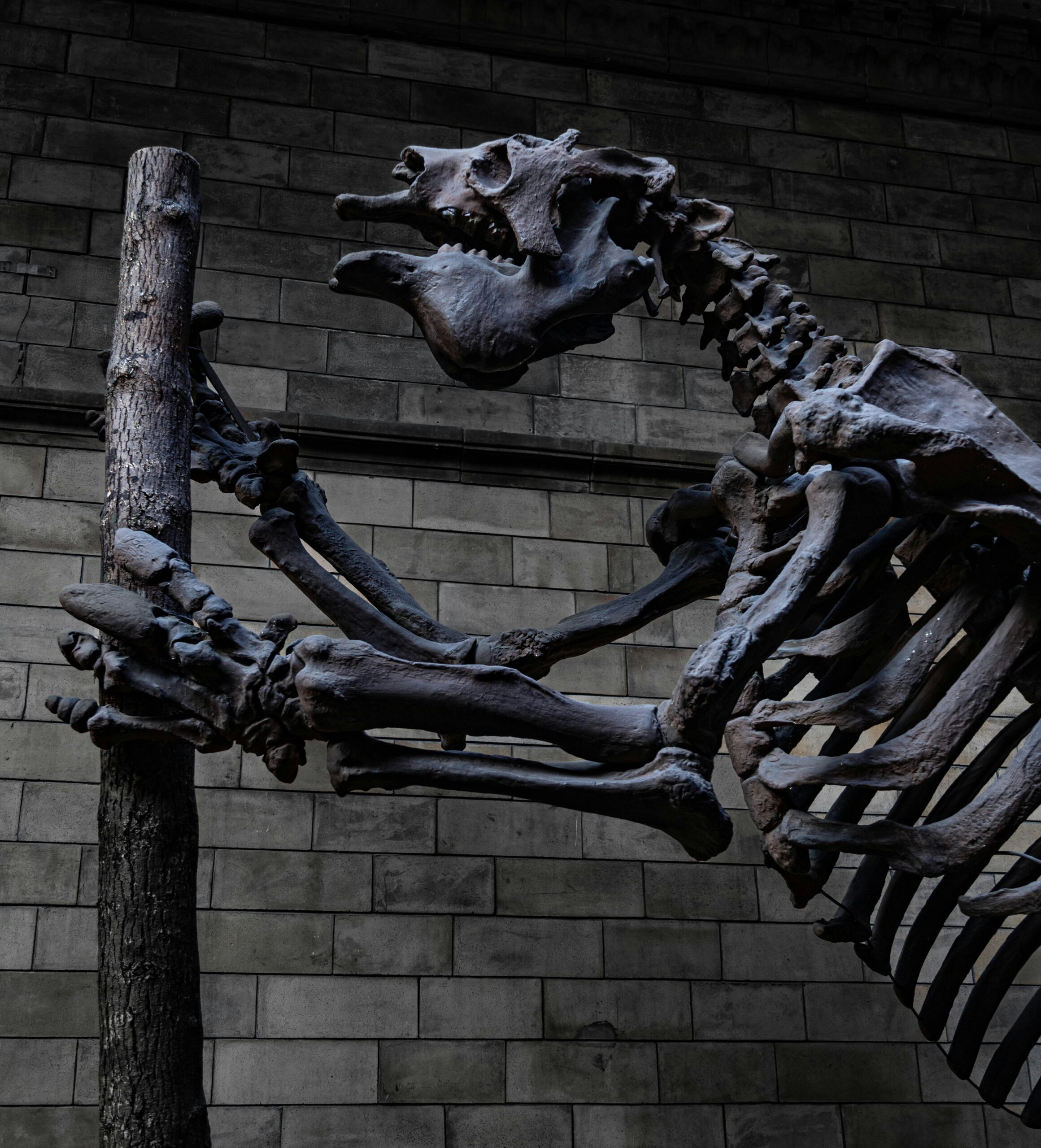 5 Fascinating Extinct Animals You Should Know About