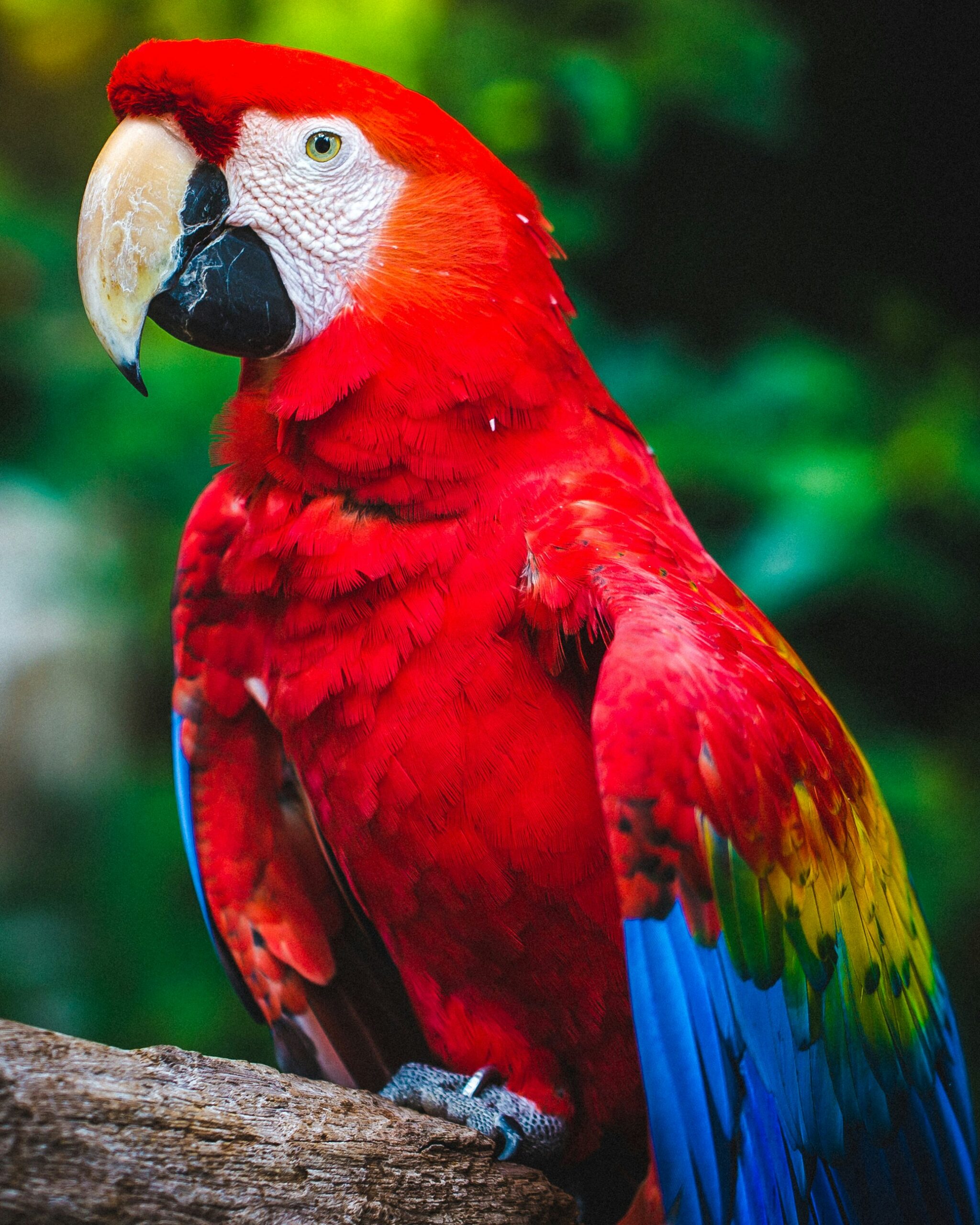 How to Teach Your Parrot to Talk: Step-by-Step Training Guide