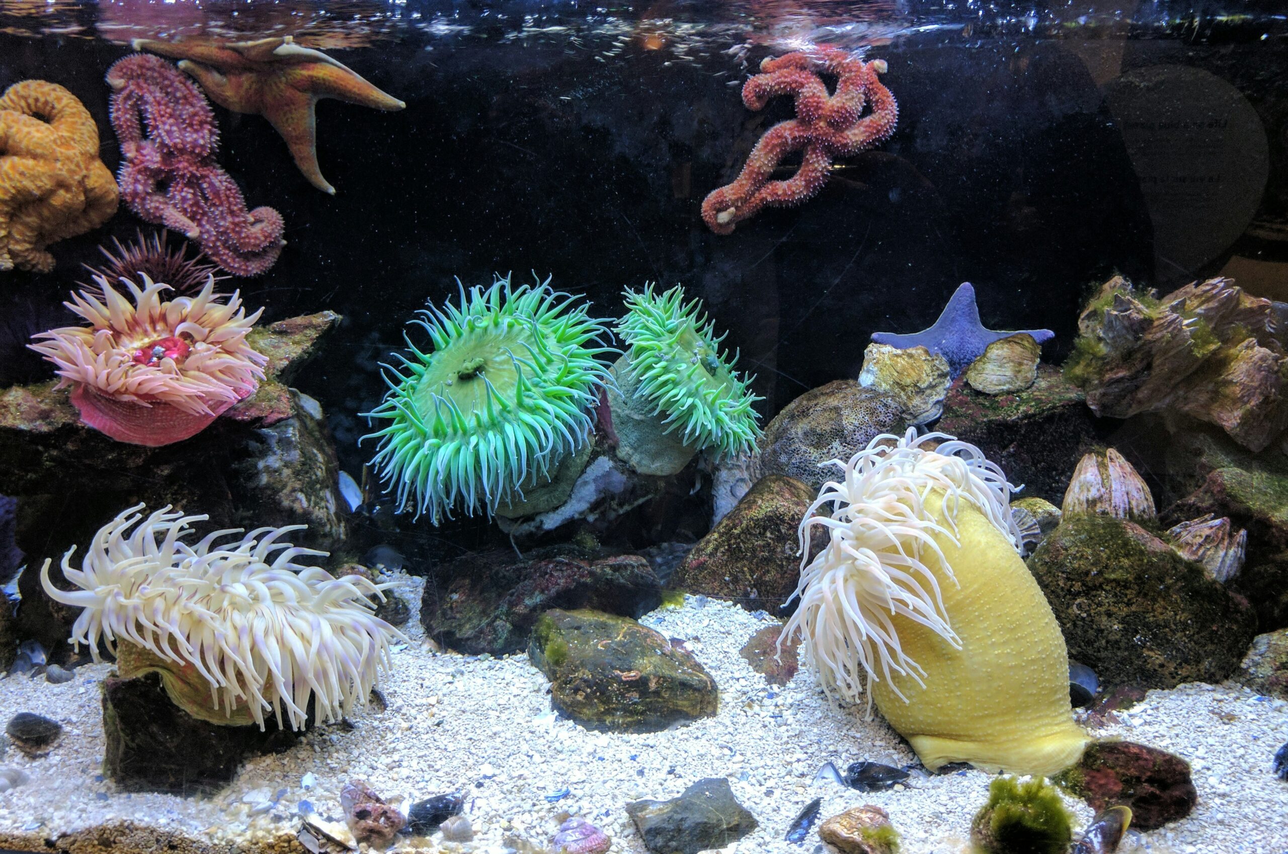 The Calming Power of Aquatic Pets: Why Fish Tanks Reduce Stress