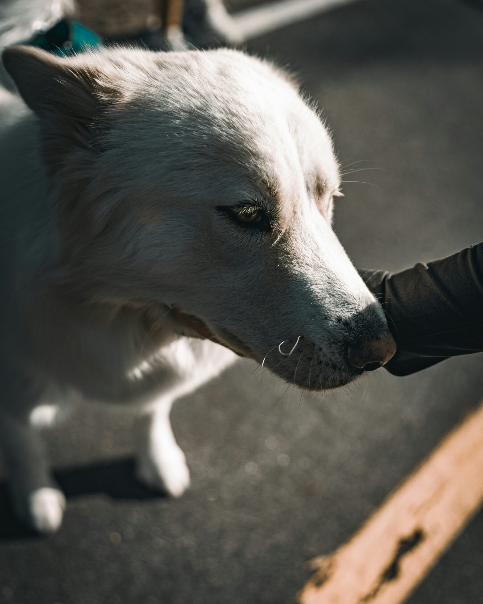 What to Do If a Dog Bites You: Step-by-Step Guide to Stay Safe