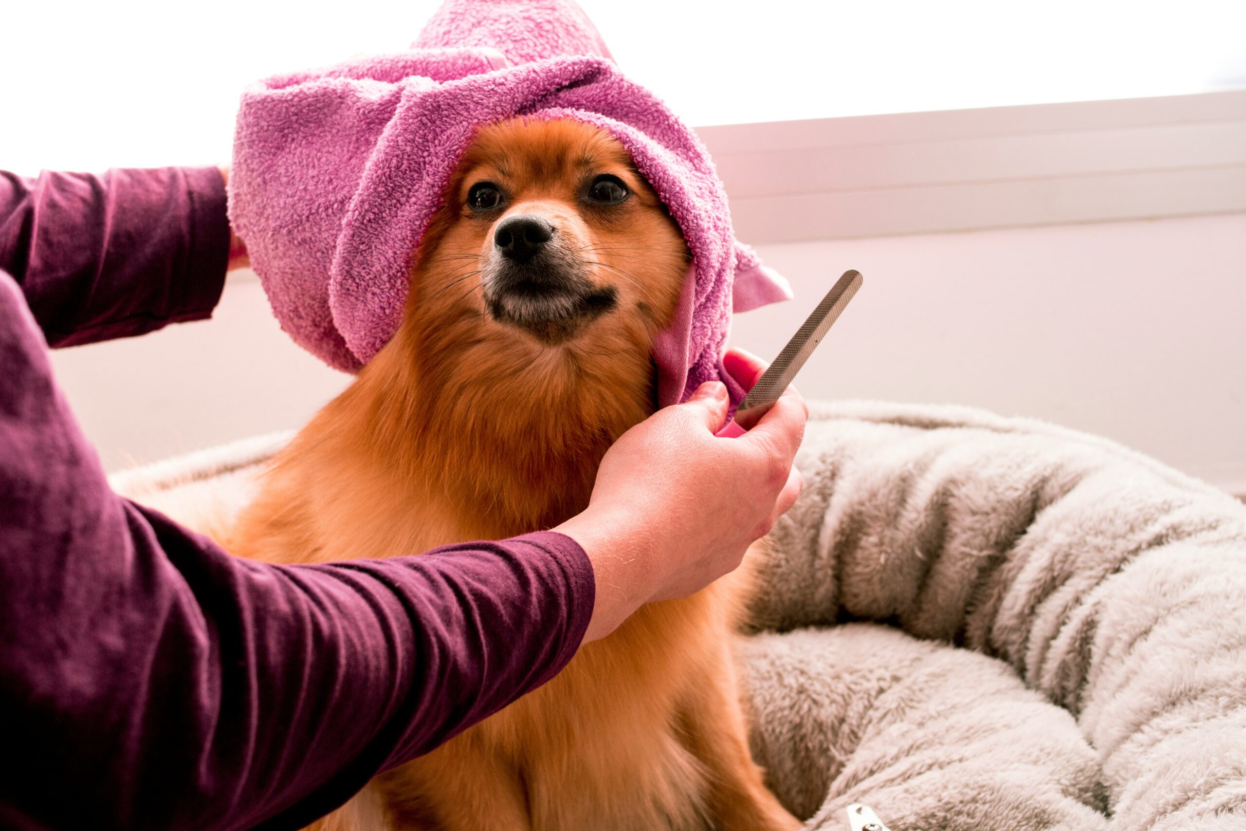 The Ultimate Guide to Dog Care: Keeping Your Furry Friend Happy and Healthy