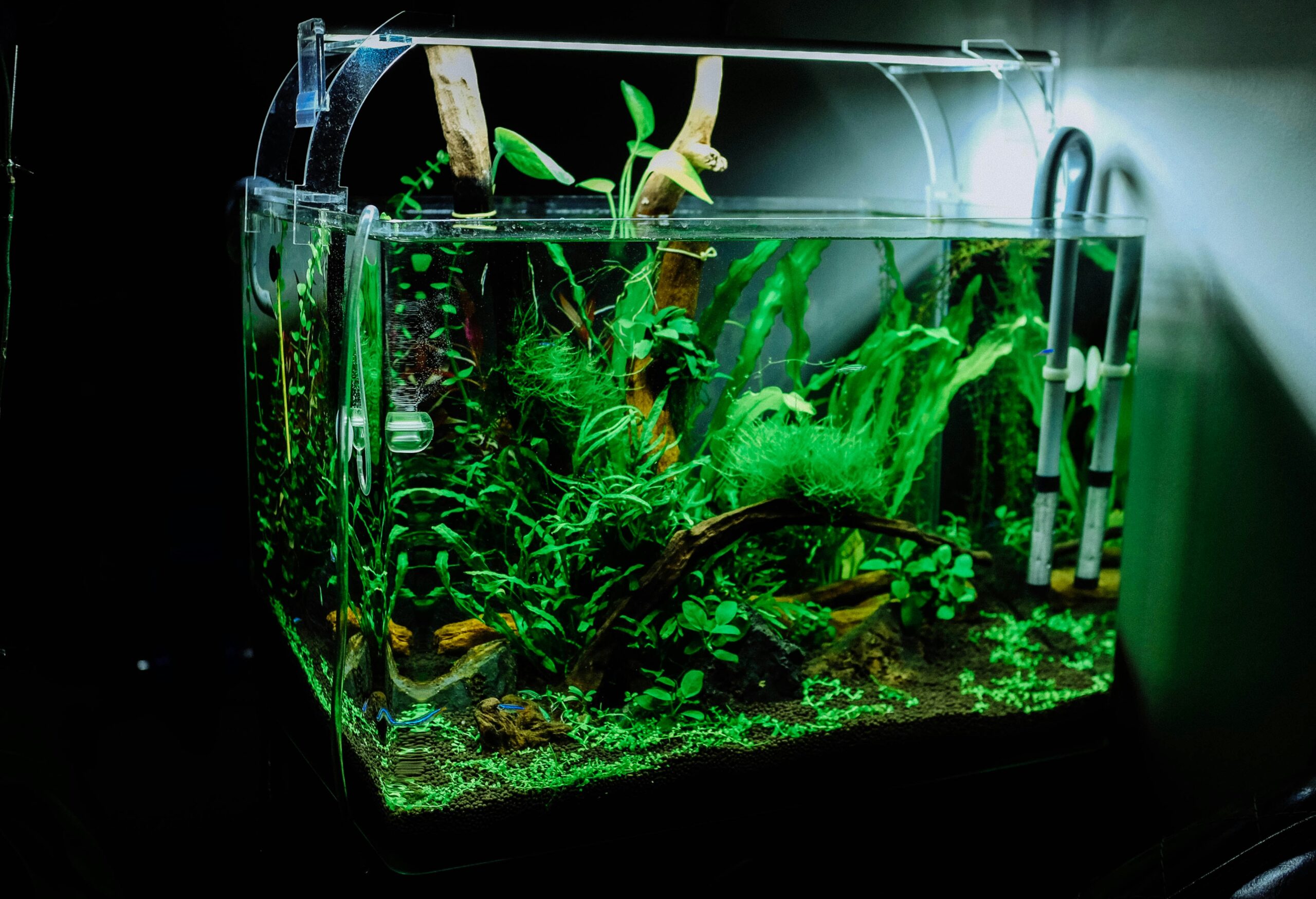 How to Clean an Aquarium the Right Way: A Complete Beginner’s Guide