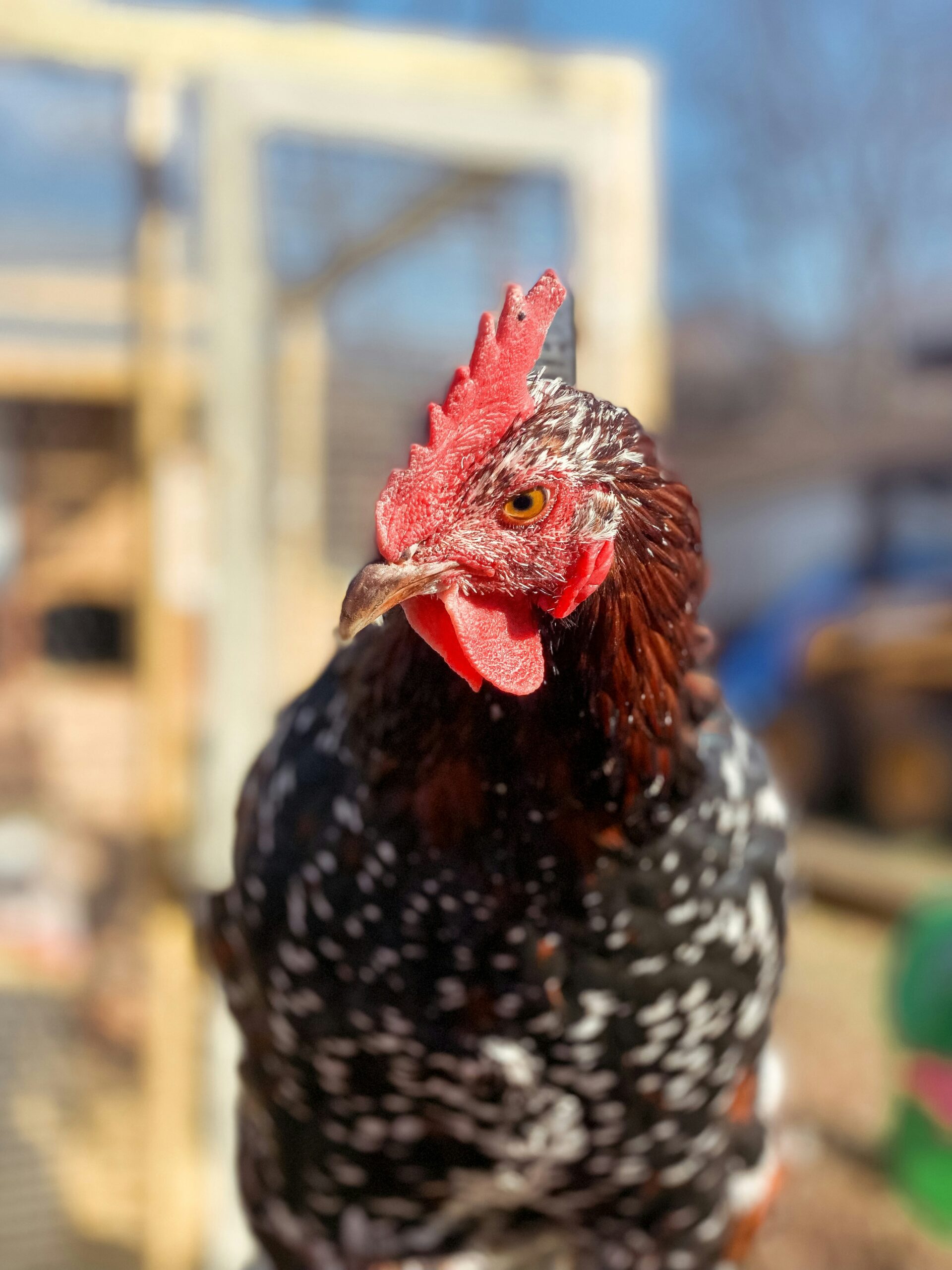 The Joy of Keeping Backyard Chickens: A Simple Guide for Beginners