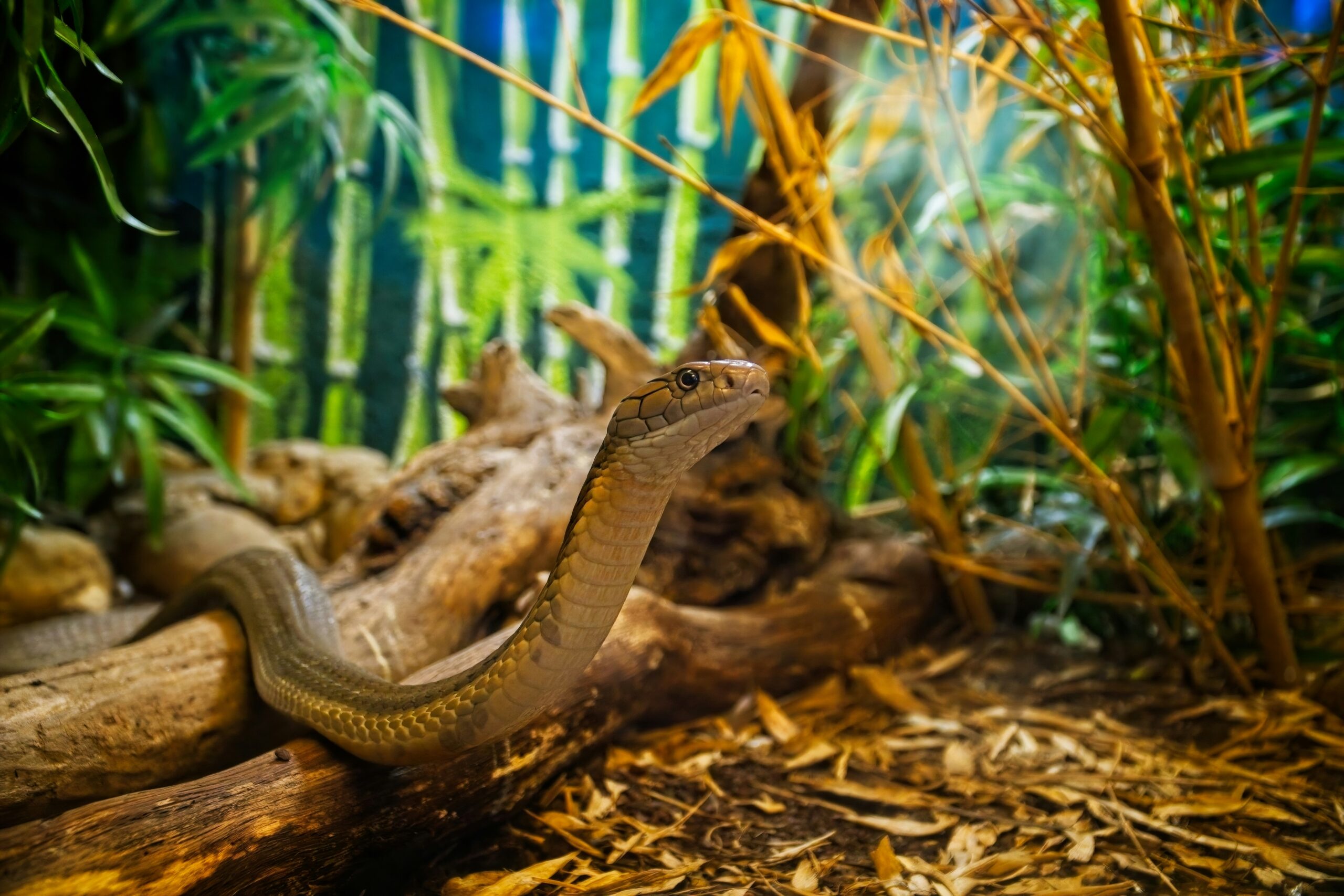 How to Create the Perfect Habitat for Your Exotic Pet
