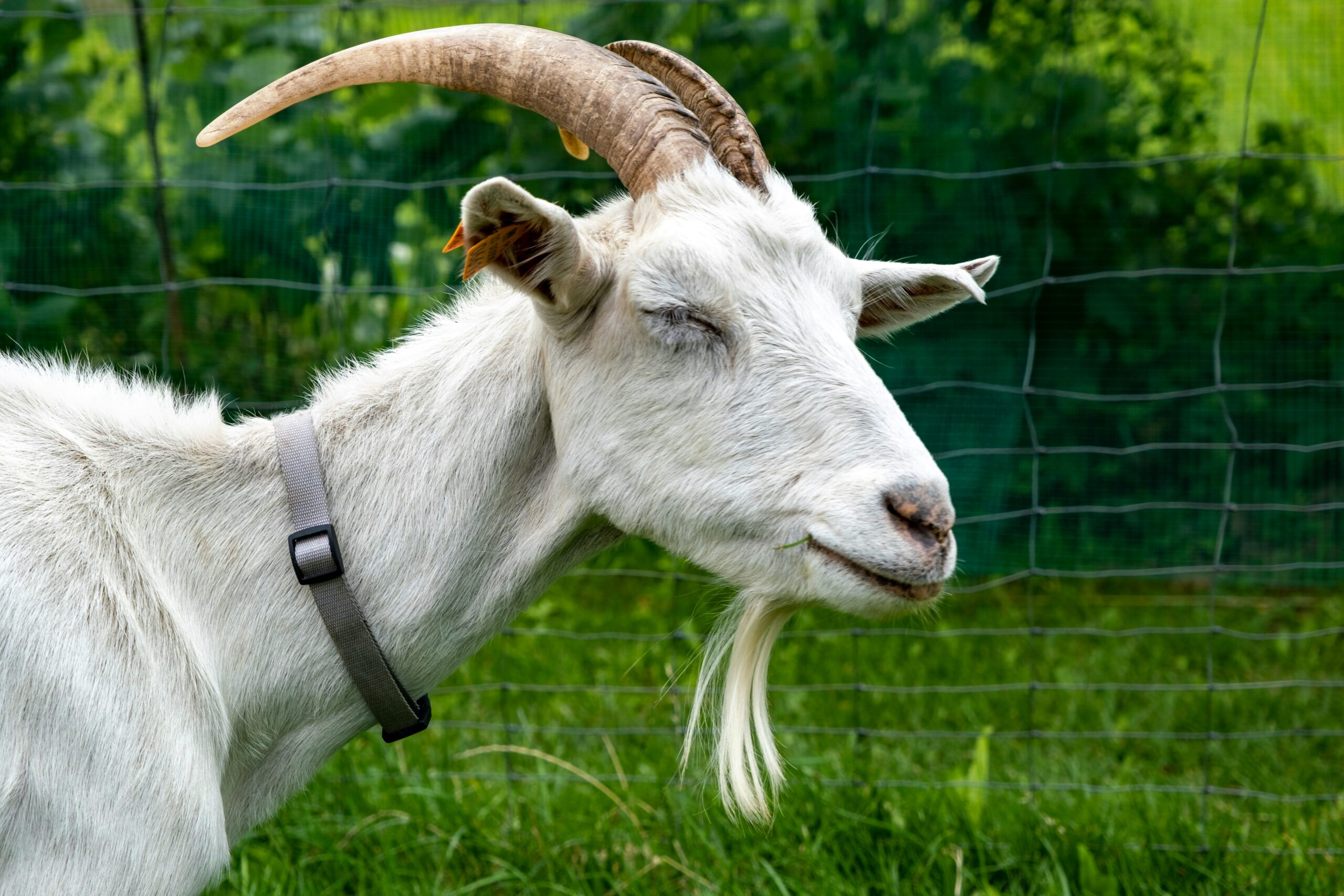 Raising Goats for Milk, Companionship, and Fun