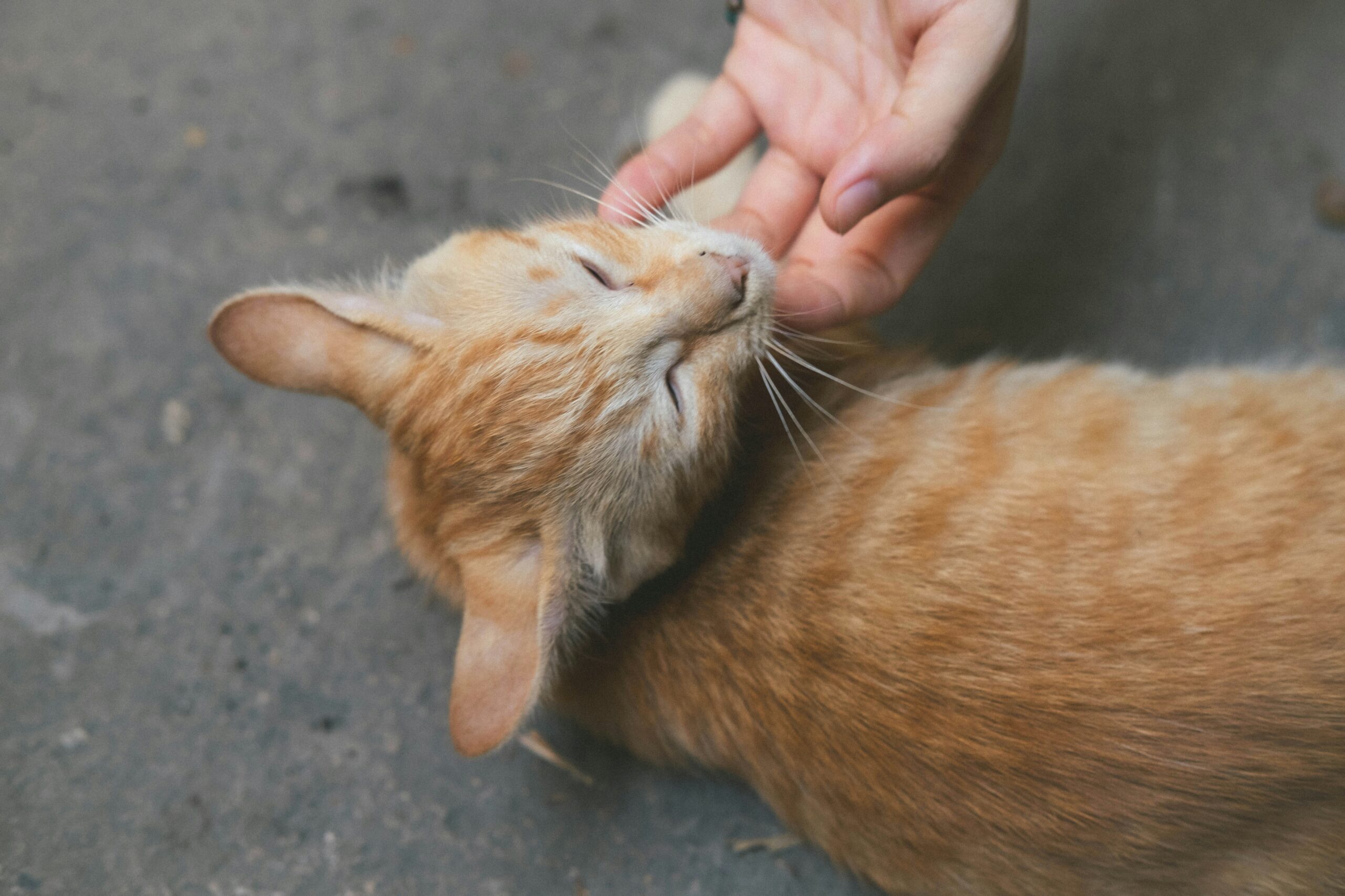 What to Do If a Cat Scratches You: How to Stay Safe and Prevent Infection