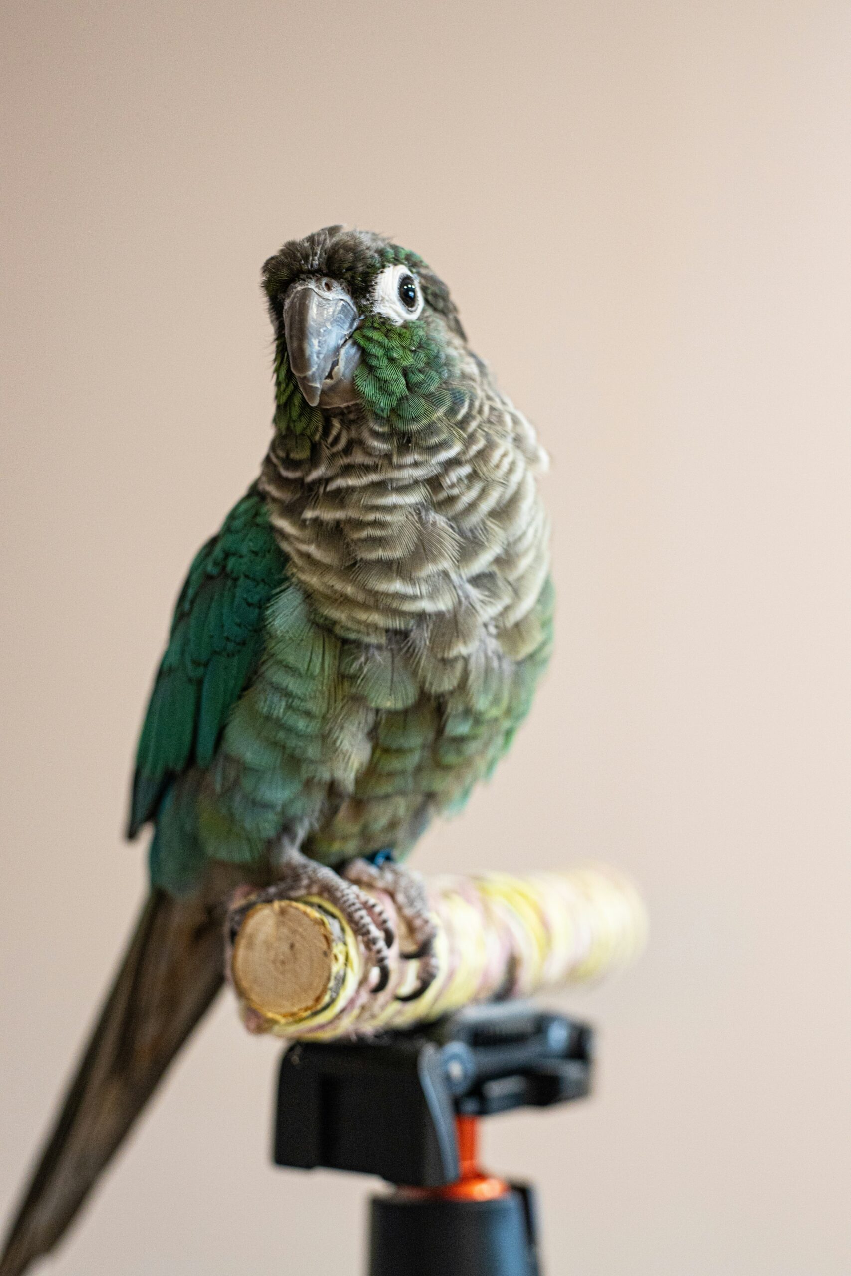 The Best Pet Birds for Beginners