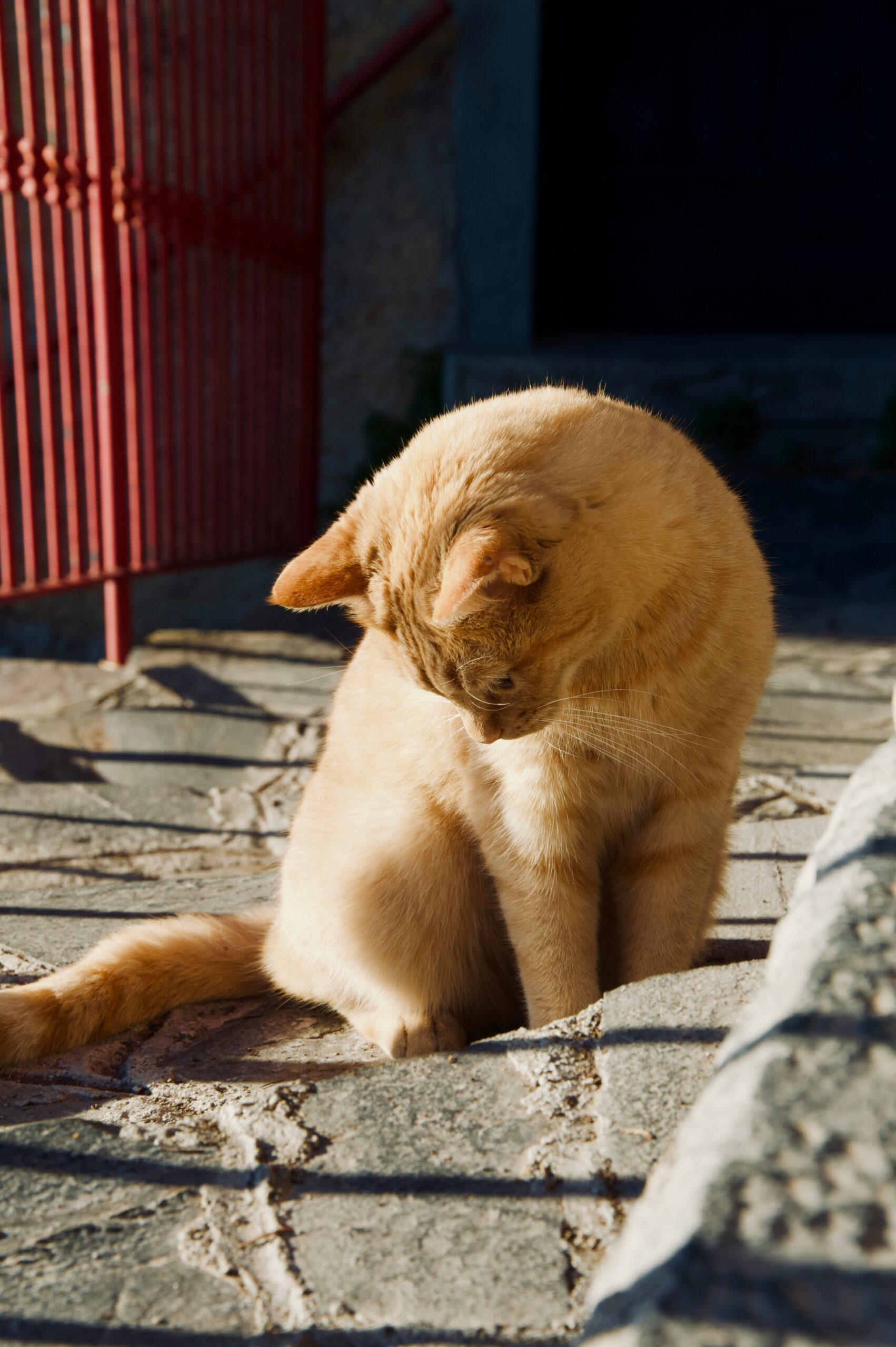 What to Do When Your Cat Has a Stomach Ache