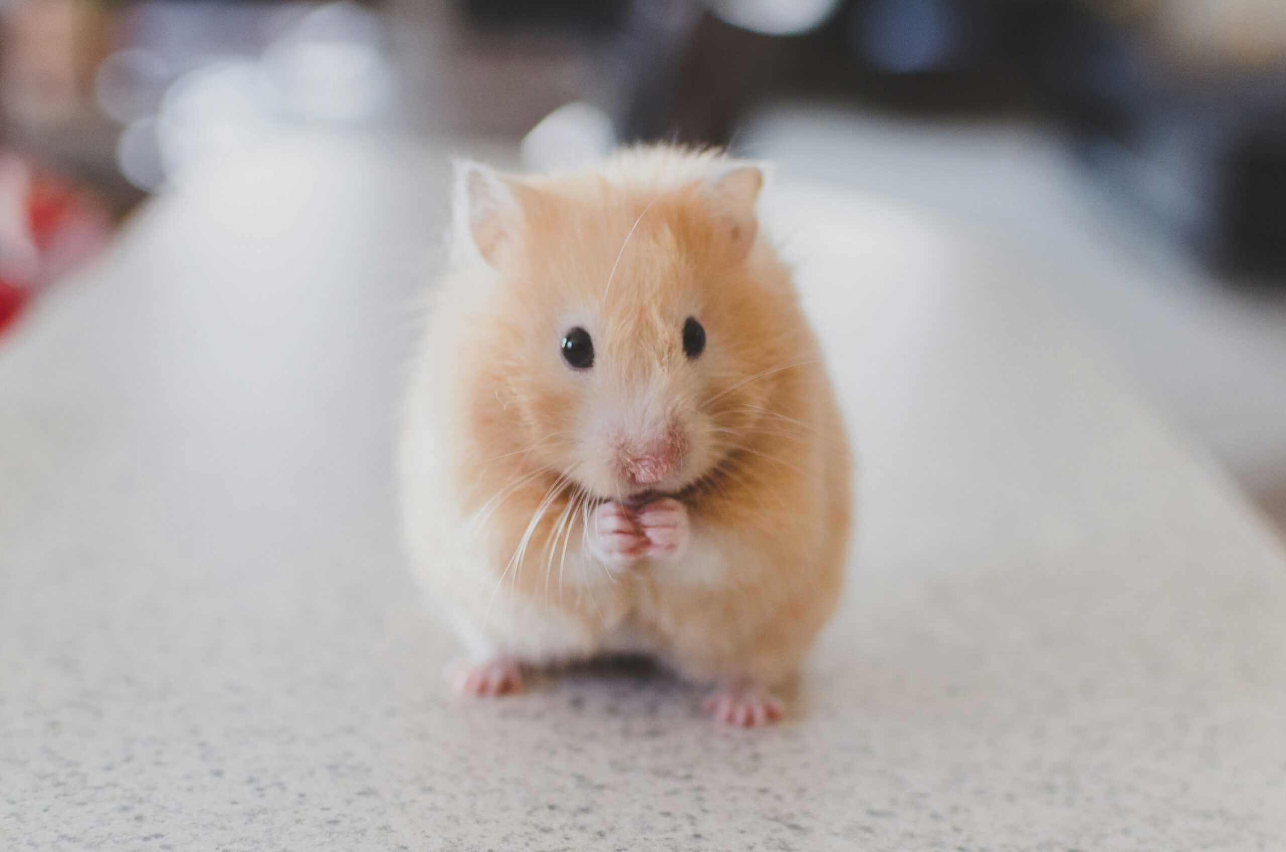 The Ultimate Guide to Caring for Small Pets: Hamsters, Rabbits, and Guinea Pigs
