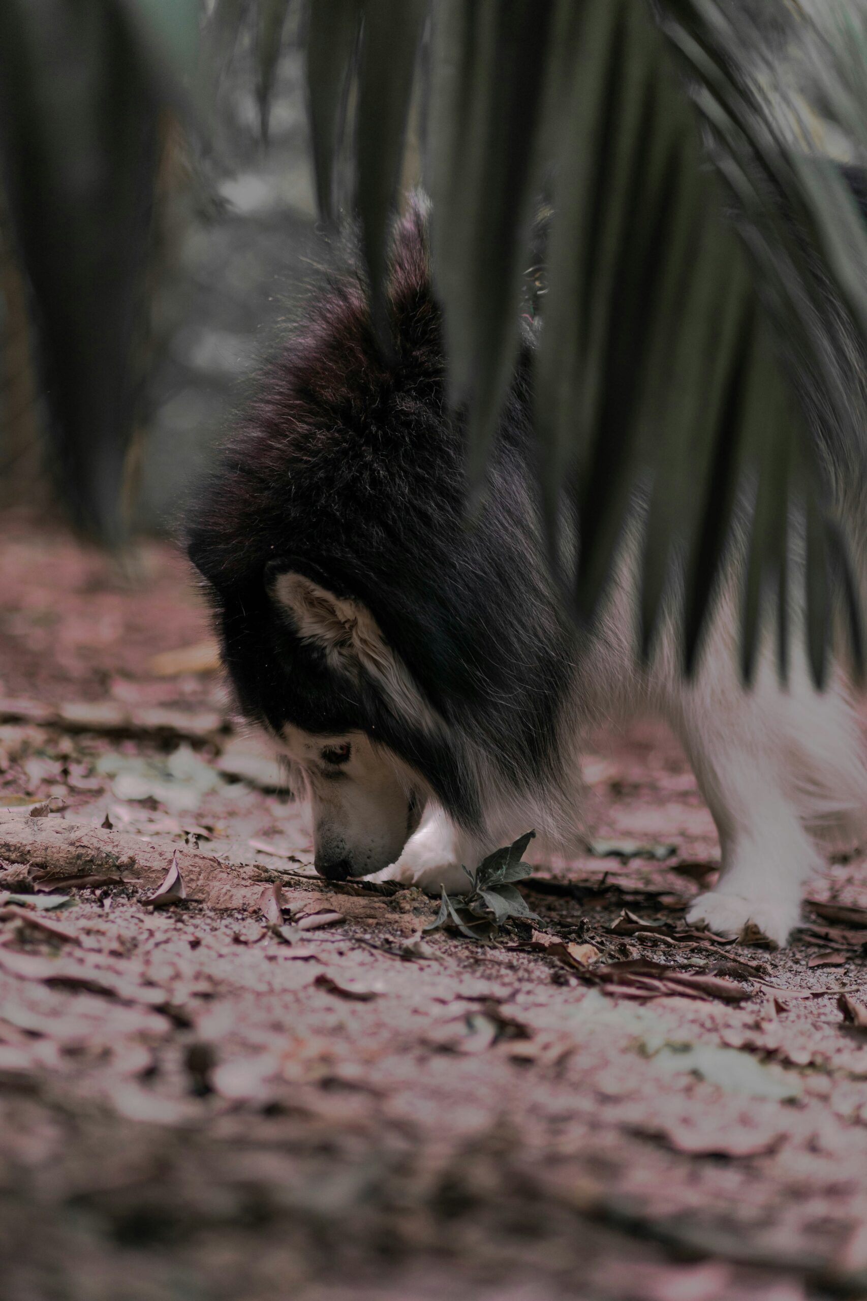 Dog Shedding: Why It Happens and How to Reduce It Naturally