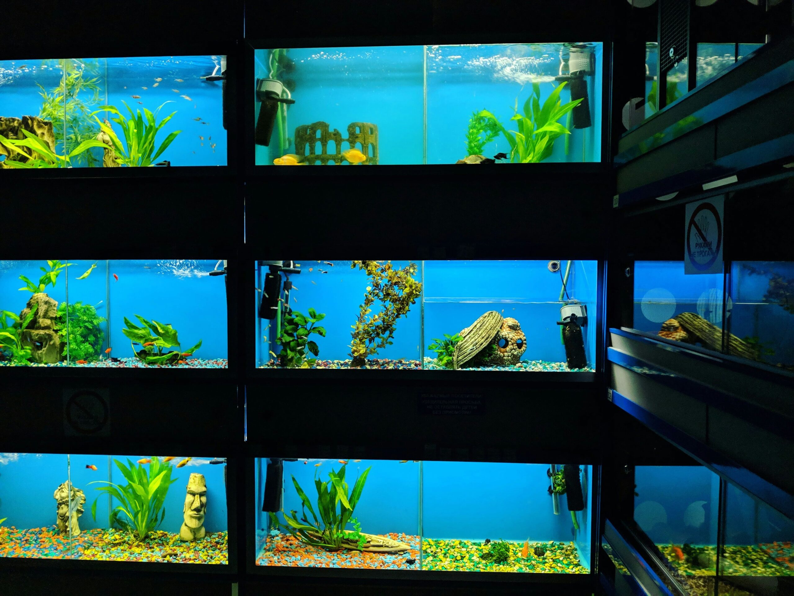 How to Create the Perfect Home Aquarium: A Beginner’s Guide