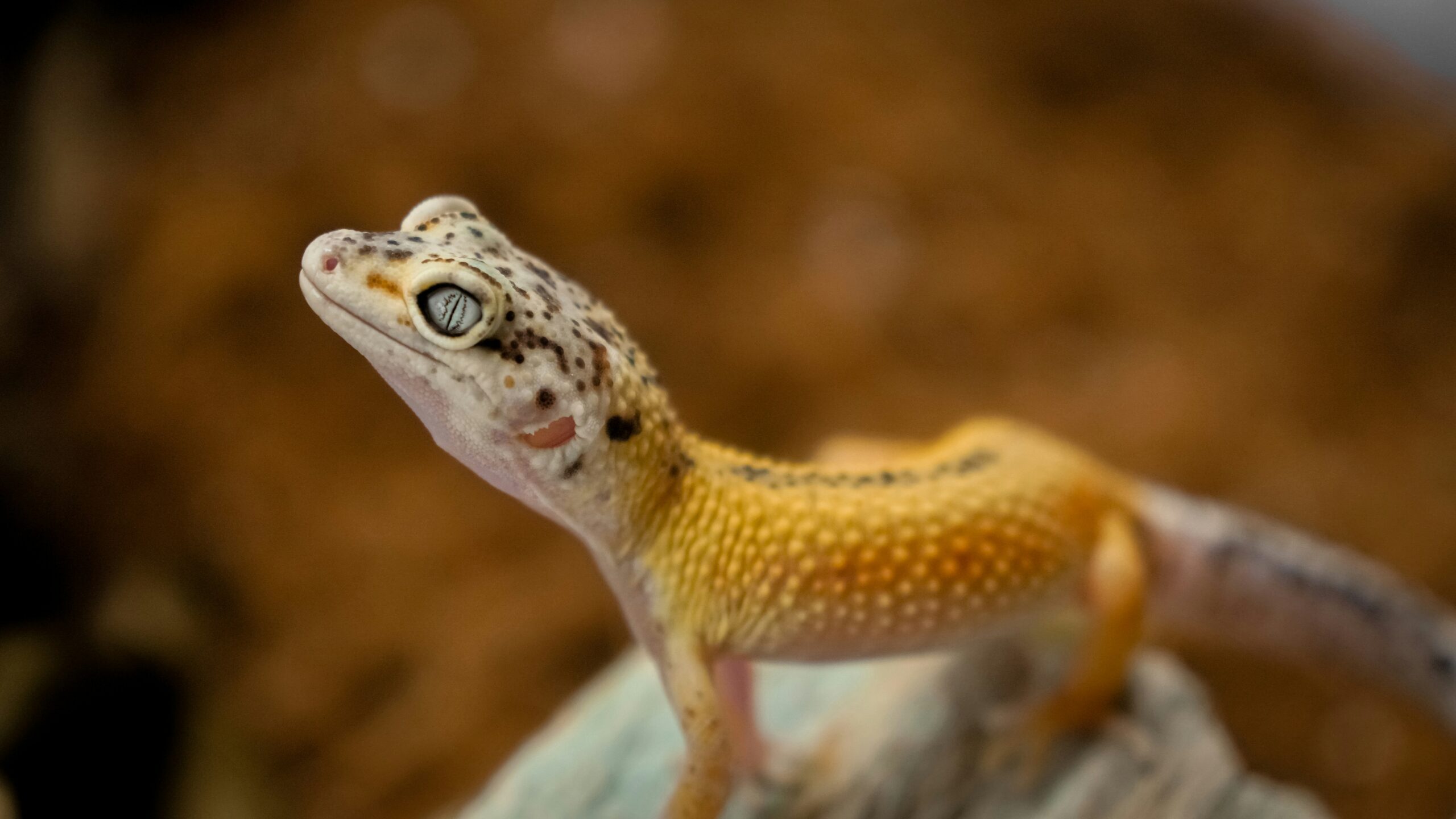 The Fascinating World of Exotic Pets: What You Need to Know Before Getting One